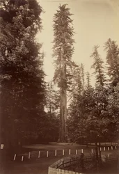 Riesenmammutbaum, Santa Cruz